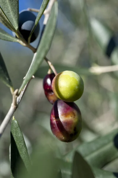 Olivo e un primo piano di olive, olive liguri il nome — Foto Stock