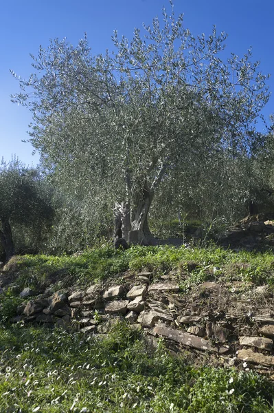 Olivträd och en en nära av oliver, liguriska Oliver namnet — Stockfoto