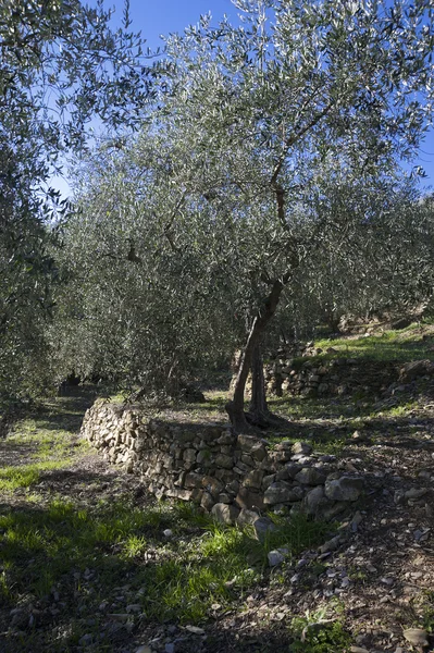 Olive tree and a a close up of olives, ligurian olives the name — Stock Photo, Image