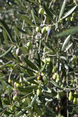 Zeytin ağacı ve bir yakın bir yukarı zeytin, Ligurya zeytin adı