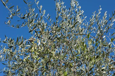 Zeytin ağacı ve bir yakın bir yukarı zeytin, Ligurya zeytin adı
