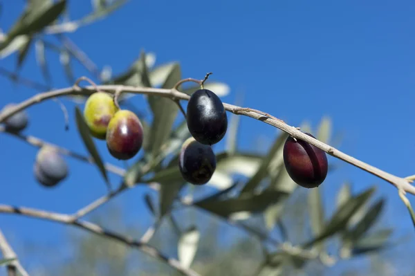 Olivenbaum und eine Nahaufnahme von Oliven, ligurische Oliven der Name — Stockfoto