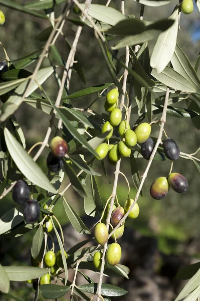 Olivier et un gros plan des olives, olives liguriennes le nom — Photo