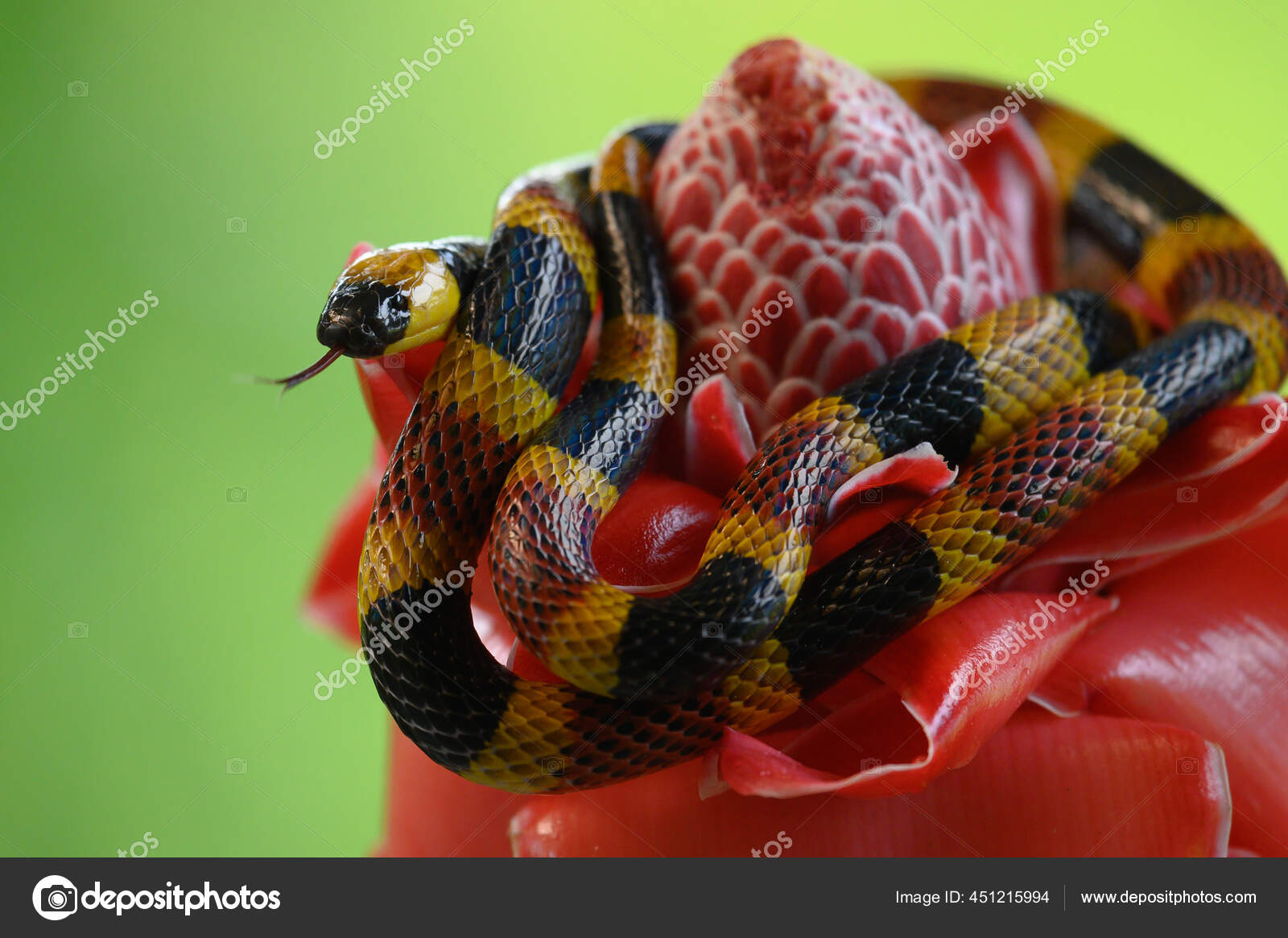Stockfotos Serpente Corallo Bilder Stockfotografie Serpente Corallo Lizenzfreie Fotos Seite 3 Depositphotos