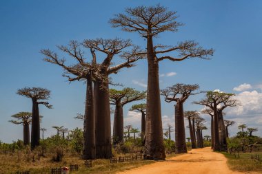 Baobab ağaçları gün batımında Madagaskar 'da Baobab Bulvarı' nda