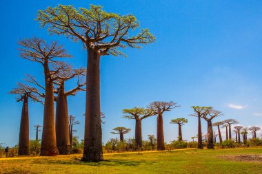 Baobab ağaçları gün batımında Madagaskar 'da Baobab Bulvarı' nda