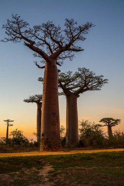 Baobab ağaçları gün batımında Madagaskar 'da Baobab Bulvarı' nda