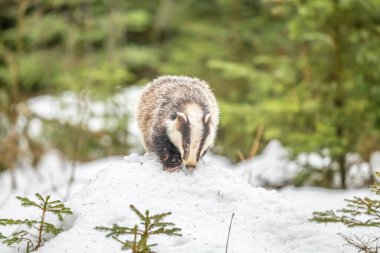Karda koşan porsuk, karda porsuk olan kış sahnesi