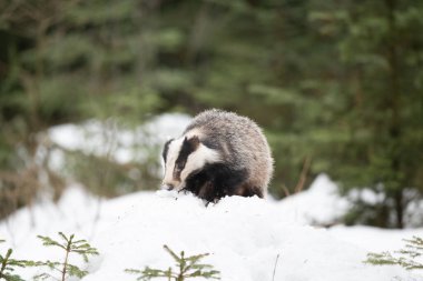 Karda koşan porsuk, karda porsuk olan kış sahnesi