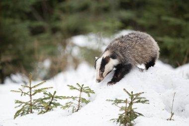 Karda koşan porsuk, karda porsuk olan kış sahnesi