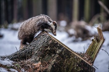Karda koşan porsuk, karda porsuk olan kış sahnesi