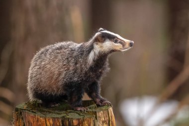 Karda koşan porsuk, karda porsuk olan kış sahnesi