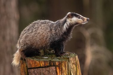 Karda koşan porsuk, karda porsuk olan kış sahnesi