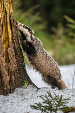 Karda koşan porsuk, karda porsuk olan kış sahnesi