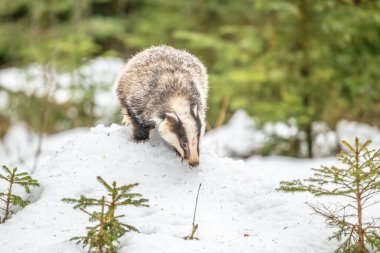 Karda koşan porsuk, karda porsuk olan kış sahnesi
