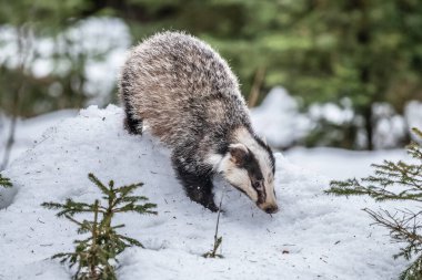 Karda koşan porsuk, karda porsuk olan kış sahnesi