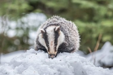 Karda koşan porsuk, karda porsuk olan kış sahnesi