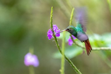 Mavi sinekkuşu Violet Sabrewing güzel kırmızı çiçeğin yanında uçuyor. Teneke kuş ormanda uçar. Kosta Rika 'da vahşi yaşam. Ormanda çiçekten nektar emen iki kuş. Kuş davranışları