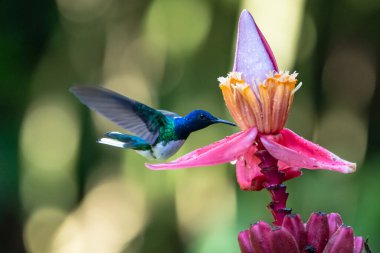Mavi sinekkuşu Violet Sabrewing güzel kırmızı çiçeğin yanında uçuyor. Teneke kuş ormanda uçar. Kosta Rika 'da vahşi yaşam. Ormanda çiçekten nektar emen iki kuş. Kuş davranışları