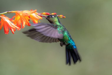 Mavi sinekkuşu Violet Sabrewing güzel kırmızı çiçeğin yanında uçuyor. Teneke kuş ormanda uçar. Kosta Rika 'da vahşi yaşam. Ormanda çiçekten nektar emen iki kuş. Kuş davranışları