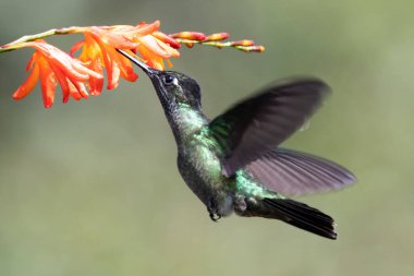 Mavi sinekkuşu Violet Sabrewing güzel kırmızı çiçeğin yanında uçuyor. Teneke kuş ormanda uçar. Kosta Rika 'da vahşi yaşam. Ormanda çiçekten nektar emen iki kuş. Kuş davranışları
