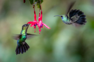 Mavi sinekkuşu Violet Sabrewing güzel kırmızı çiçeğin yanında uçuyor. Teneke kuş ormanda uçar. Kosta Rika 'da vahşi yaşam. Ormanda çiçekten nektar emen iki kuş. Kuş davranışları