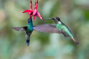 Mavi sinekkuşu Violet Sabrewing güzel kırmızı çiçeğin yanında uçuyor. Teneke kuş ormanda uçar. Kosta Rika 'da vahşi yaşam. Ormanda çiçekten nektar emen iki kuş. Kuş davranışları