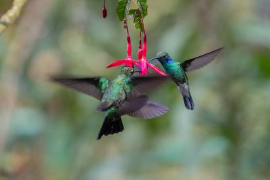 Mavi sinekkuşu Violet Sabrewing güzel kırmızı çiçeğin yanında uçuyor. Teneke kuş ormanda uçar. Kosta Rika 'da vahşi yaşam. Ormanda çiçekten nektar emen iki kuş. Kuş davranışları