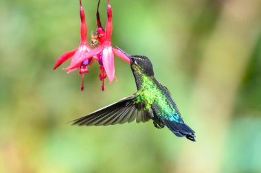 Mavi sinekkuşu Violet Sabrewing güzel kırmızı çiçeğin yanında uçuyor. Teneke kuş ormanda uçar. Kosta Rika 'da vahşi yaşam. Ormanda çiçekten nektar emen iki kuş. Kuş davranışları