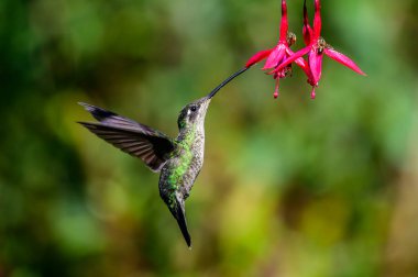 Mavi sinekkuşu Violet Sabrewing güzel kırmızı çiçeğin yanında uçuyor. Teneke kuş ormanda uçar. Kosta Rika 'da vahşi yaşam. Ormanda çiçekten nektar emen iki kuş. Kuş davranışları