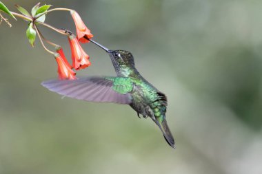 Mavi sinekkuşu Violet Sabrewing güzel kırmızı çiçeğin yanında uçuyor. Teneke kuş ormanda uçar. Kosta Rika 'da vahşi yaşam. Ormanda çiçekten nektar emen iki kuş. Kuş davranışları