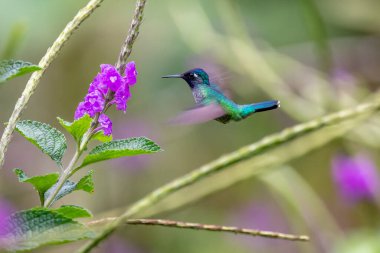 Mavi sinekkuşu Violet Sabrewing güzel kırmızı çiçeğin yanında uçuyor. Teneke kuş ormanda uçar. Kosta Rika 'da vahşi yaşam. Ormanda çiçekten nektar emen iki kuş. Kuş davranışları