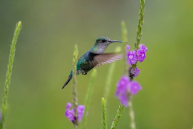 Mavi sinekkuşu Violet Sabrewing güzel kırmızı çiçeğin yanında uçuyor. Teneke kuş ormanda uçar. Kosta Rika 'da vahşi yaşam. Ormanda çiçekten nektar emen iki kuş. Kuş davranışları