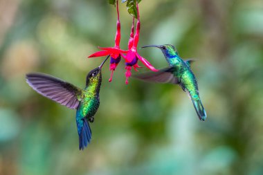 Mavi sinekkuşu Violet Sabrewing güzel kırmızı çiçeğin yanında uçuyor. Teneke kuş ormanda uçar. Kosta Rika 'da vahşi yaşam. Ormanda çiçekten nektar emen iki kuş. Kuş davranışları