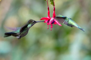 Mavi sinekkuşu Violet Sabrewing güzel kırmızı çiçeğin yanında uçuyor. Teneke kuş ormanda uçar. Kosta Rika 'da vahşi yaşam. Ormanda çiçekten nektar emen iki kuş. Kuş davranışları