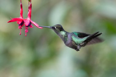 Mavi sinekkuşu Violet Sabrewing güzel kırmızı çiçeğin yanında uçuyor. Teneke kuş ormanda uçar. Kosta Rika 'da vahşi yaşam. Ormanda çiçekten nektar emen iki kuş. Kuş davranışları