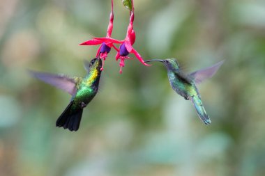 Mavi sinekkuşu Violet Sabrewing güzel kırmızı çiçeğin yanında uçuyor. Teneke kuş ormanda uçar. Kosta Rika 'da vahşi yaşam. Ormanda çiçekten nektar emen iki kuş. Kuş davranışları
