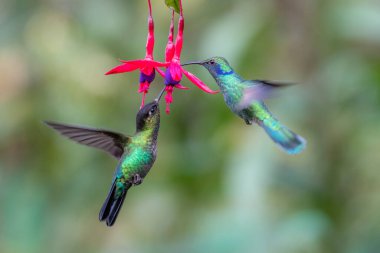 Mavi sinekkuşu Violet Sabrewing güzel kırmızı çiçeğin yanında uçuyor. Teneke kuş ormanda uçar. Kosta Rika 'da vahşi yaşam. Ormanda çiçekten nektar emen iki kuş. Kuş davranışları
