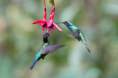 Mavi sinekkuşu Violet Sabrewing güzel kırmızı çiçeğin yanında uçuyor. Teneke kuş ormanda uçar. Kosta Rika 'da vahşi yaşam. Ormanda çiçekten nektar emen iki kuş. Kuş davranışları