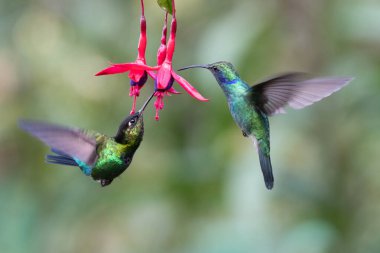 Mavi sinekkuşu Violet Sabrewing güzel kırmızı çiçeğin yanında uçuyor. Teneke kuş ormanda uçar. Kosta Rika 'da vahşi yaşam. Ormanda çiçekten nektar emen iki kuş. Kuş davranışları