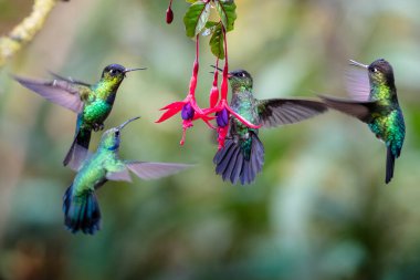 Mavi sinekkuşu Violet Sabrewing güzel kırmızı çiçeğin yanında uçuyor. Teneke kuş ormanda uçar. Kosta Rika 'da vahşi yaşam. Ormanda çiçekten nektar emen iki kuş. Kuş davranışları