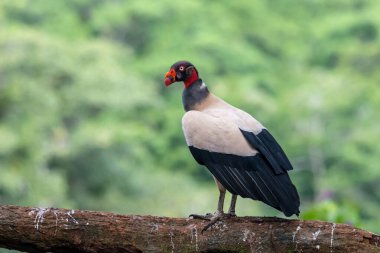 Kral akbaba, Sarcoramphus baba, Orta ve Güney Amerika 'da büyük bir kuş bulundu. Uçan kuş, arka planda orman. Tropik doğadan vahşi yaşam sahnesi. Kızıl saçlı kuş. Açık kanatlı Akbaba, Panama