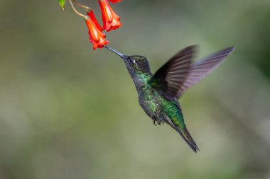 Mavi sinekkuşu Violet Sabrewing güzel kırmızı çiçeğin yanında uçuyor. Teneke kuş ormanda uçar. Kosta Rika 'da vahşi yaşam. Ormanda çiçekten nektar emen iki kuş. Kuş davranışları