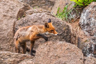 Şirin Kızıl Tilki, Vulpes vulpes sonbahar ormandaki. Güzel hayvan doğa ortamlarında. Vahşi doğa vahşi yaşam mahallinden. Kırmızı turuncu sonbahar yaprakları koşan tilki