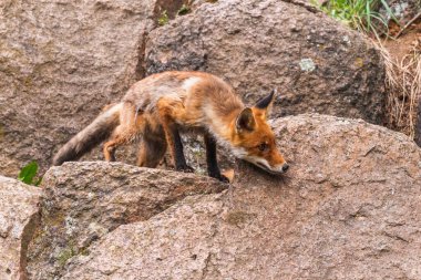 Şirin Kızıl Tilki, Vulpes vulpes sonbahar ormandaki. Güzel hayvan doğa ortamlarında. Vahşi doğa vahşi yaşam mahallinden. Kırmızı turuncu sonbahar yaprakları koşan tilki