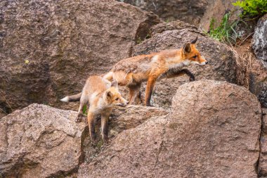 Şirin Kızıl Tilki, Vulpes vulpes sonbahar ormandaki. Güzel hayvan doğa ortamlarında. Vahşi doğa vahşi yaşam mahallinden. Kırmızı turuncu sonbahar yaprakları koşan tilki