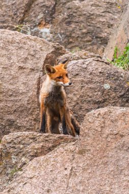 Şirin Kızıl Tilki, Vulpes vulpes sonbahar ormandaki. Güzel hayvan doğa ortamlarında. Vahşi doğa vahşi yaşam mahallinden. Kırmızı turuncu sonbahar yaprakları koşan tilki