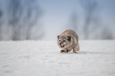 Güzel kutup tilkisi, karda bir tepenin üstünde duruyor, kış, Kanada