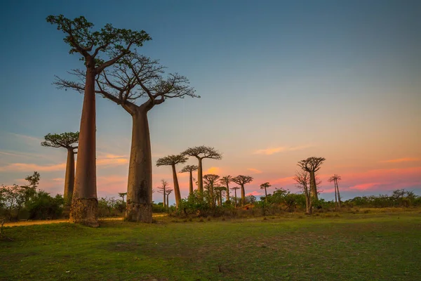 Прекрасні Баобаби Під Час Заходу Сонця Проспекті Баобабів Мадагаскарі — стокове фото