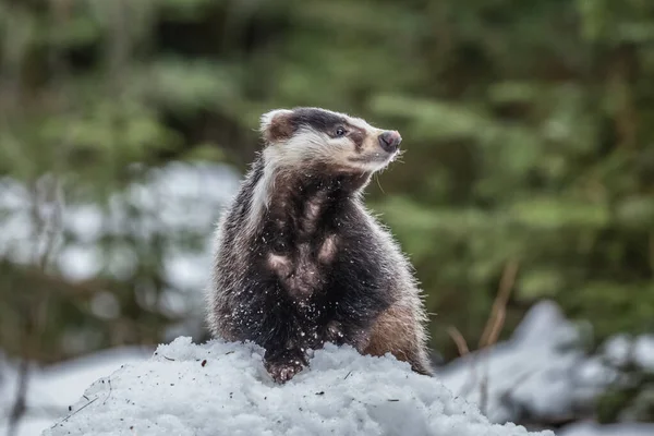 Texugo Correndo Neve Cena Inverno Com Texugo Neve — Fotografia de Stock